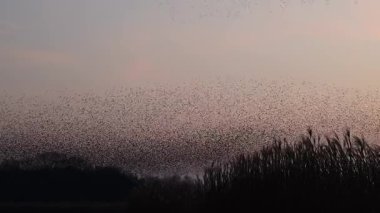 Kış gününün sonunda gün batımında gökyüzünde sığırcık kuşu mırıldanması. Gökyüzünde uçan sığırcık sürüleri (Sturnidae) gece olmadan şekil değiştiren bulutlarda hareket ederler.. 