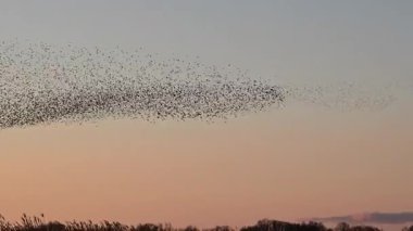 Kış gününün sonunda gün batımında gökyüzünde sığırcık kuşu mırıldanması. Gökyüzünde uçan sığırcık sürüleri (Sturnidae) gece olmadan şekil değiştiren bulutlarda hareket ederler.. 