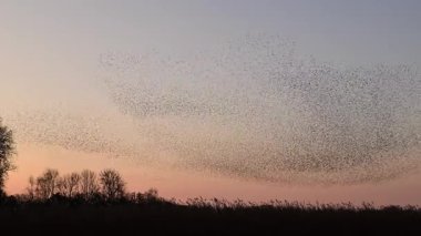 Kış gününün sonunda gün batımında gökyüzünde sığırcık kuşu mırıldanması. Gökyüzünde uçan sığırcık sürüleri (Sturnidae) gece olmadan şekil değiştiren bulutlarda hareket ederler.. 