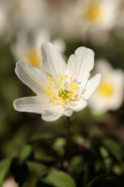Çiçek açan beyaz ahşap şakayık (Anemone nemorosa) çiçeğinin sarı puantiyeli makro çekimi, orman ortamında doğal bahar güneşinde yakalanır.