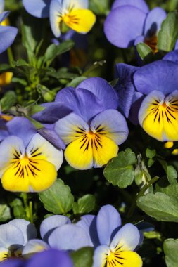 Canlı bir grup vahşi hanım evladı, bahar mevsiminde bahçede, açık mor ve sarı renklerini doğal gün ışığında sergiliyorlar.