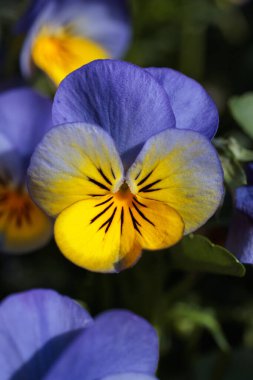 Yoğun menekşe ve sarı tonlarda çiçek açan bir nonoşun Macro fotoğrafı detaylı taç yaprağını ve rüya gibi bir bahçe hissi için yumuşak, bulanık bir arka planı ortaya çıkarıyor.