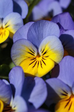 Tek bir nonoş çiçek keskin bir odak noktasında benzer çiçeklerin rüya gibi bir bulanıklığına karşı duruyor. Yapraklarının eşsiz detaylarını ve canlı rengini vurguluyor.