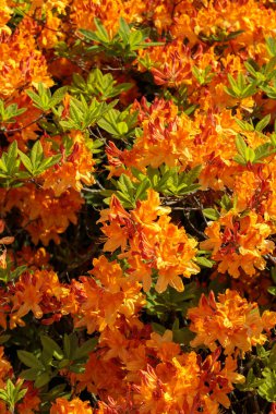 Canlı turuncu açelya (Rhododendron) çiçekleri güneş ışığında yakalanan taze yeşil yapraklarla tam çiçeklenir. Mevsimlik bahçe güzelliğinin ve doğal renk kontrastının canlı bir gösterisi.