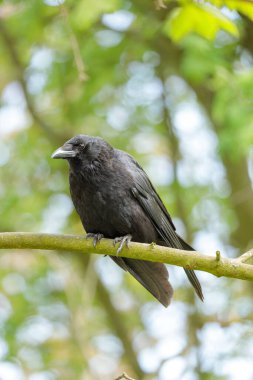 Hollanda 'nın ormanlık bir bölgesinde dikey olarak tünemiş olan leş kargası (Corvus corone) 2025 baharında fotoğraflanmıştır.