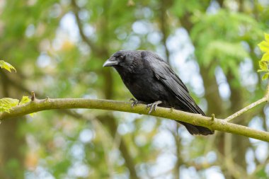 Bir leş kargası (Corvus corone), 2025 baharında Hollanda 'daki bir orman parkında bir dalın üzerine tünemektedir. Kuşun ayrıntılı görüntüsü ve bulanık arkaplan