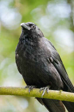 Hollanda 'da bir orman parkında, 2025 baharında bir dal üzerinde tünemiş olarak yukarı bakan leş kargası (Corvus corone)..