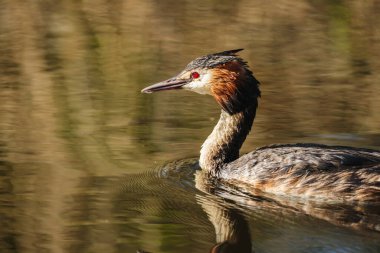 Hollanda, Zuid-Hollanda 'da yansıtıcı su üzerinde süzülen büyük ibikli yunus (Podiceps kristali), 2025 baharında ele geçirildi