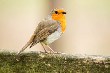 Hollanda, Zuid-Hollanda 'da yansıtıcı su üzerinde süzülen büyük ibikli yunus (Podiceps kristali), 2025 baharında ele geçirildi