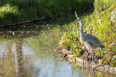  2025 yılının güneşli bir bahar gününde, Hollanda 'da yansıtıcı bir suyun yanında gri bir balıkçıl (Ardea cinerea) bulunur..