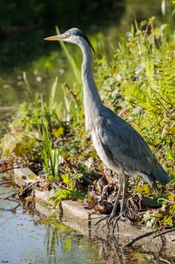 Gri balıkçıl (Ardea cinerea), Hollanda 'da 2025 baharında yakalanan bir su yolu yakınında dik ve tetikte durur.