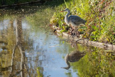 Tek bir gri balıkçıl (Ardea cinerea), Hollanda 'nın güneyindeki bir kanalda tam yansıması ile sakince durur. 2025 baharında yakalandı.
