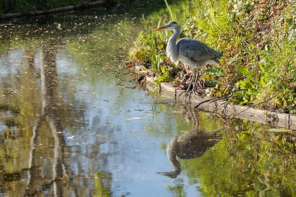 Tek bir gri balıkçıl (Ardea cinerea), Hollanda 'nın güneyindeki bir kanalda tam yansıması ile sakince durur. 2025 baharında yakalandı.
