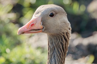 Hollanda, Güney Hollanda 'da 2025 ilkbaharında gün ışığında yakalanan Greylag Goose' un (Anser anser) vesikalığı