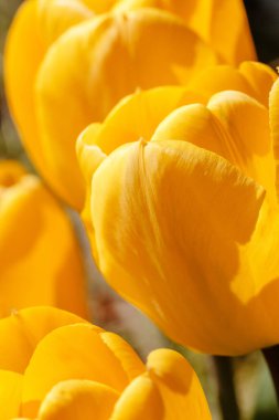 Güney Hollanda 'da baharda çekilen, yumuşak güneş ışığı ve doğal arkaplan içeren sarı lalelerin yakın görüntüsü