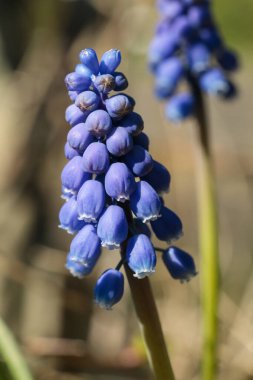 Nisan ayında Hollanda 'da çekilen, keskin odak ve doğal ışık ile üzüm sümbülü (Muscari) çiçeklerinin ayrıntılı görüntüsü