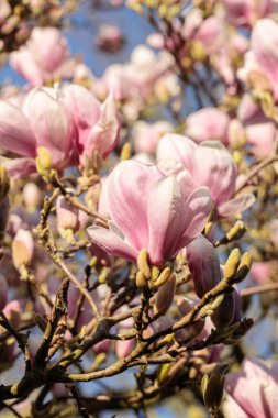 Pembe manolya çiçekleri, açık mavi gökyüzüne karşı ağaç dalları üzerinde çiçek açarak ilkbaharın erken zamanlarındaki güzellikleri yakalıyorlar.