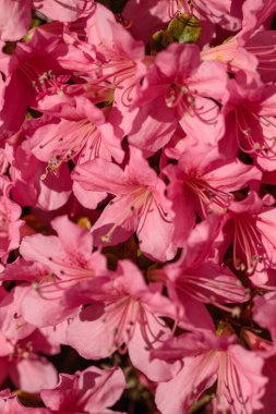 Canlı pembe açelya çiçeklerinin (Rhododendron) tam bahar çiçekleri, hassas taç yaprakları, doğal doku ve parlak güneş ışığı altında çiçek detaylarını gösteren Makro görünümü