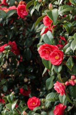 Çiçek ve tomurcuklarla dolu gür kırmızı kamelya çalıları. Fotoğrafta doğal güzellikler, mevsimlik çiçekler ve dekoratif bahçe bitkileri vurgulanıyor.
