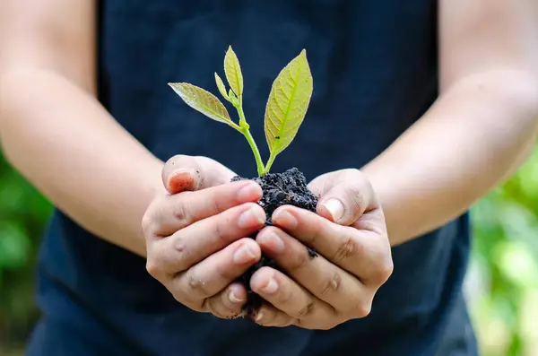 Fidan büyüyen ağaçlar elinde. Ağaç doğa alan çim orman koruma kavramı üzerinde tutarak Bokeh yeşil arka plan el