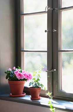 Pencerede açan pembe açelya.