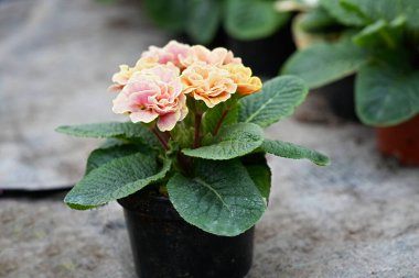 Çiçekli güzel çuha çiçeği Yazarı Rosa Lee Peach kapta.