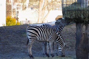 Hayvanat bahçesinde saman yiyen bir çift zebra var..