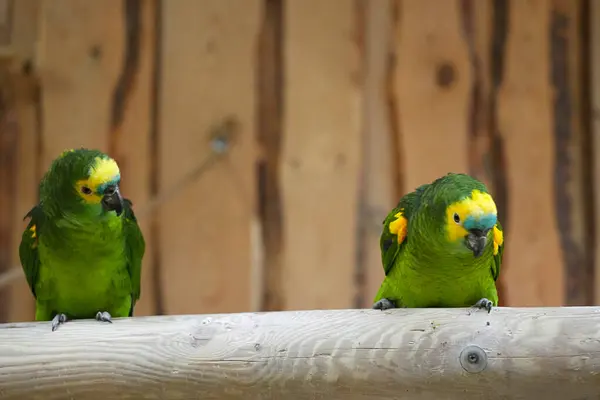 Mavi önlü Amazon yeşili ahşap bir levrek üzerinde yakın plan.