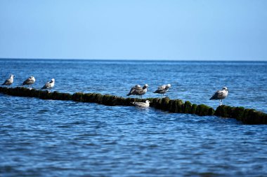 Baltık Denizi 'nin zeminine karşı tahta bir dalgakıranda oturan martılar.