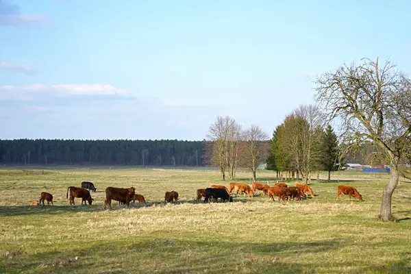 Güneşli bir günde çayırda otlayan kızıl inek sürüsü.
