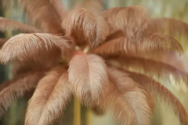 Kırmızı tüy buketi yakın plan..