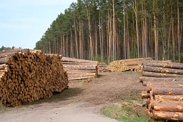 Açık ormanda çam ağacı kereste endüstrisi.