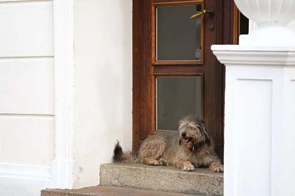 Şirin köpek evin girişini koruyor. Ön kapıda yatıyor.