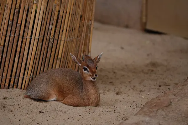 Sıradan dik-dik hayvanat bahçesindeki kumların üzerinde dinlenen küçük bir antiloptur..