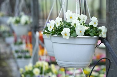 Viola Serin Dalgası Beyaz Çiçek saksısını yakın plan çekimde.