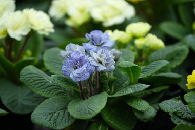 Güzel Primula Mavi Safir yakın planda..