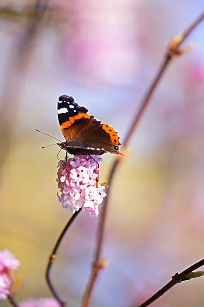 Viburnum Ferreri 'nin narin pembe cildini ve üzerinde oturan kelebek amirali