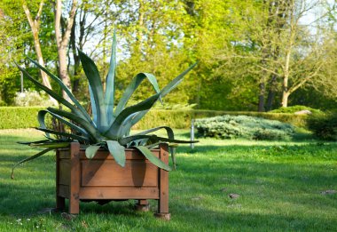 Agave Americana, ahşap konteynırda, yeşil bahçede yakın plan.