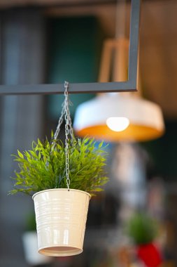 Beyaz bir saksıda yemyeşil bir bitki..