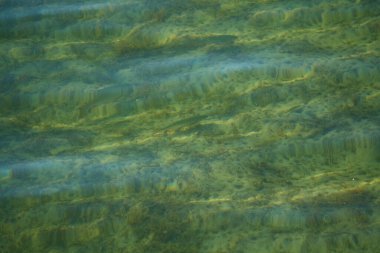 Yeşil göl suyunun arkaplan fotoğrafı.
