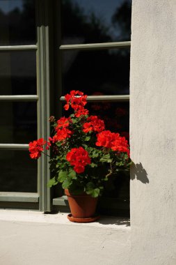 Kırmızı çiçekli pelargonyum, kahverengi saksıda, dışarıdaki pervazda..