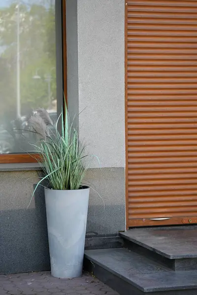 Dekoratif bitki dış girişte açık renkli tencerede.