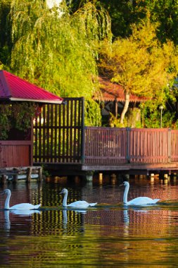 Güneşli bir sonbahar gününde gölün kenarında üç beyaz kuğu..