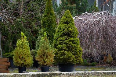 Cryptomeria japonica, Cypress ailesinin yakın bir saksısıdır.