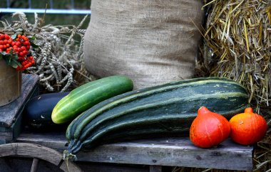 Fotoğraf hasadı tarımsal tarzda.