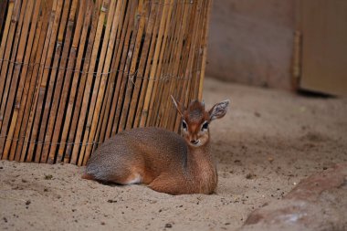 Dik-dik hayvanat bahçesindeki küçük bir antiloptur..