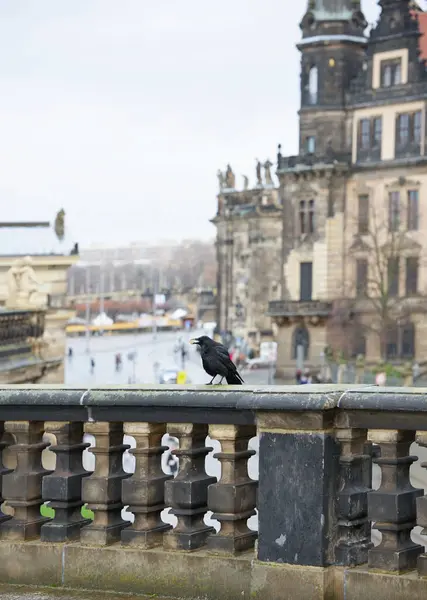 B, Almanya 'daki Dresden şehrinin arka planına karşı gagasında bir parça yiyecek olan bir kargadan yoksun..