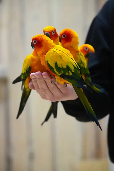 Bir grup papağan Aratingas el ele oturuyor..