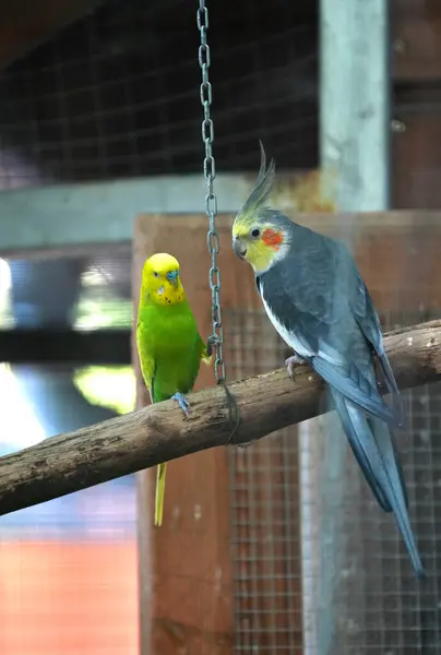 Cockatiel ve dalgalı papağan ahşap bir levrekte yan yana otururlar..