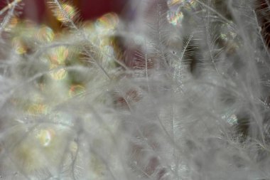 Beyaz kuş tüyü ve altın bokeh efektinin arka plan fotoğrafı.